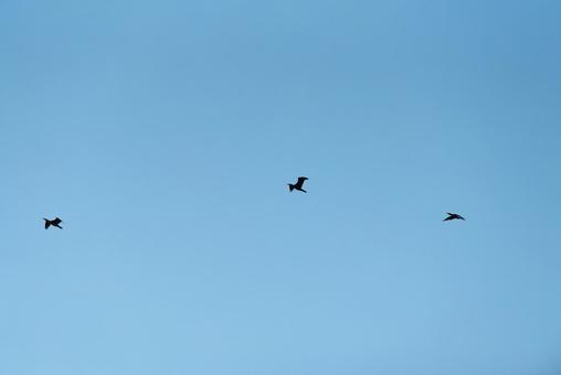 大空を優雅に舞うカワウたち 大空を優雅に舞うカワウたちの写真