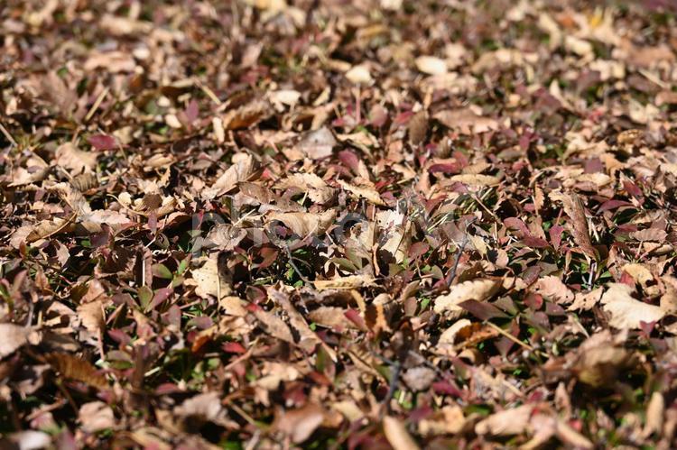 落ち葉・紅葉・秋のイメージ：背景素材テクスチャ 落ち葉,紅葉,秋の写真素材