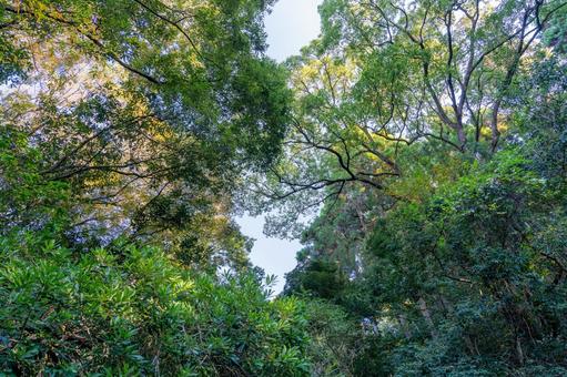 秋空の蓮ヶ池史跡公園 森林,森,葉の写真素材
