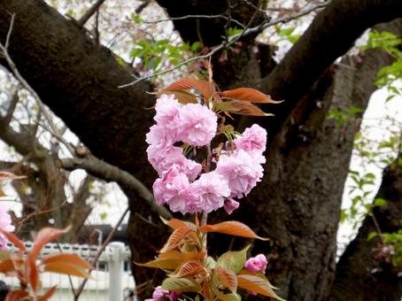 4月中旬、街路樹で咲き始めた八重桜 4月中旬、街路樹で咲き始めた八重桜 桜,花,植物の写真素材