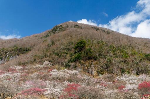 青空に映える満開の紅梅と白梅 梅,迎春,梅の花の写真素材