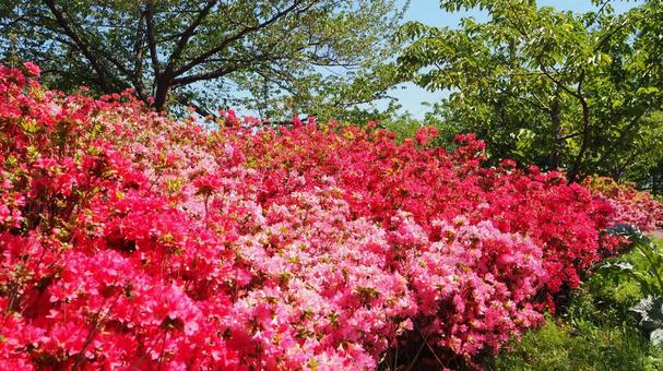 春のなぎさ公園・ツツジ&新緑(江戸川区) 春のなぎさ公園・ツツジ&新緑(江戸川区)の写真