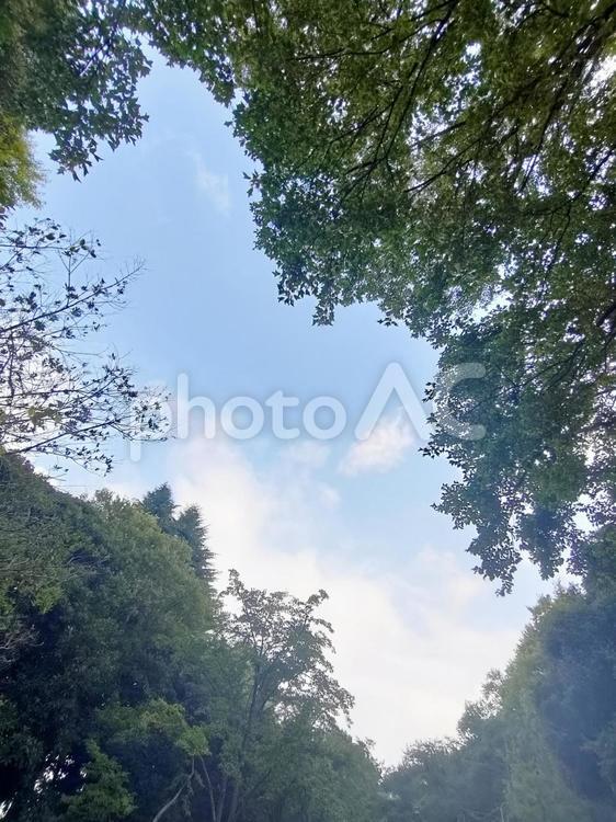 夏8月の空と緑-4 空,青空,雲の写真素材