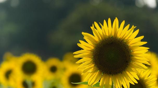 ひまわり畑の写真