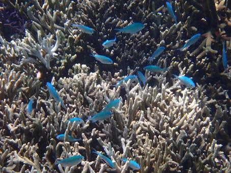 宮古島の海(シギラビーチ) 宮古島の海(シギラビーチ) シュノーケリング,ダイビング,海の写真素材