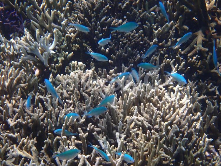 宮古島の海（シギラビーチ） シュノーケリング,ダイビング,海の写真素材
