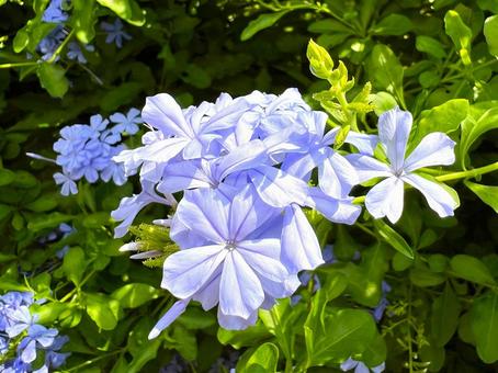 夏の青い花 ルリマツリ,花,水色の写真素材