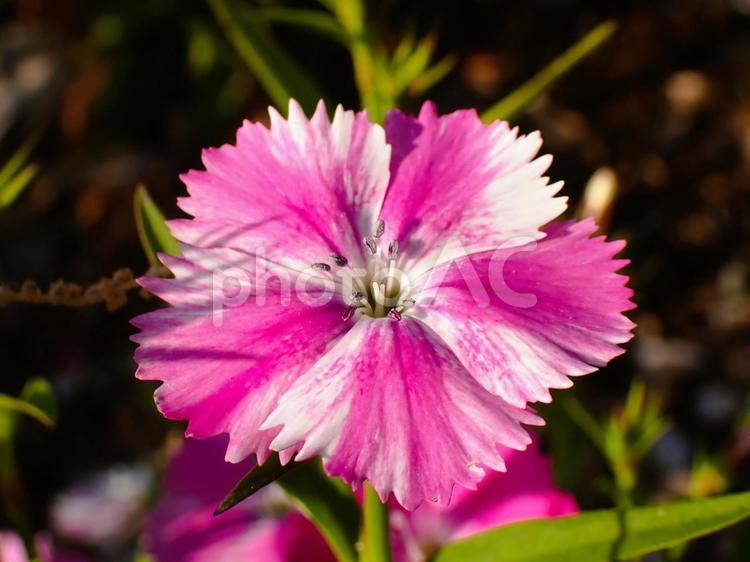 【なでしこの花】一輪のアップ なでしこ,ピンク,白の写真素材