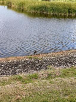 Photo, duck, cargamo, marsh, 