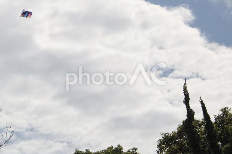 紙と糸のアート：凧の美しい飛翔 空,木,凧の写真素材