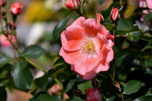 薔薇 かれん 薔薇 かれん 薔薇,かれん,ピンクの写真素材