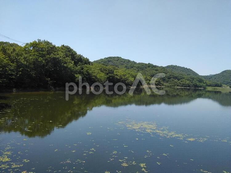 青空と森林と湖 池,湖,湖岸の写真素材