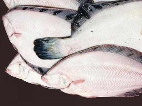 カレイ カレイ,魚,魚介類の写真素材