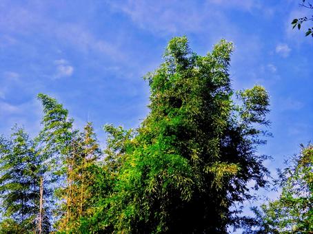 Photo, sunny, natural, healing, 