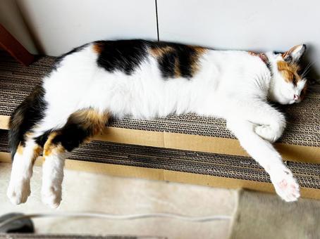 爪研ぎ台でコロンとなる三毛猫 爪研ぎ台でコロンとなる三毛猫の写真