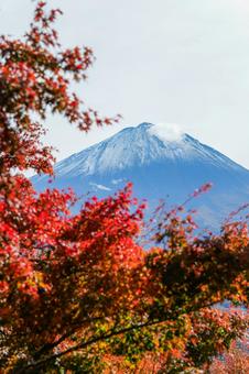 紅葉で彩られる富士山 富士山,山梨県,日本一の山の写真素材