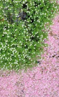 花 花 花筏,桜の花びら,春の写真素材