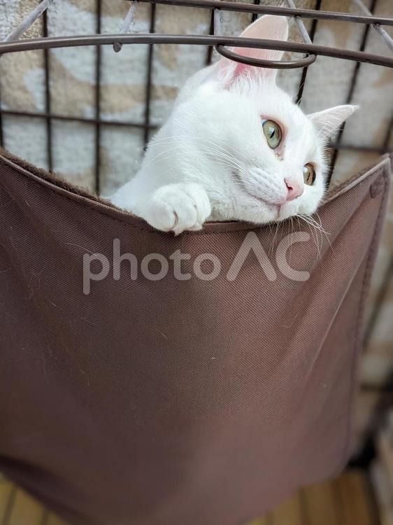 ハンモックから何かを見つめる白猫 ねこ,猫,ネコの写真素材