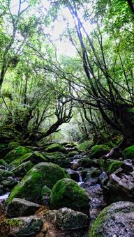 木漏れ日が綺麗な白谷雲水峡 白谷雲水峡,自然,植物の写真素材