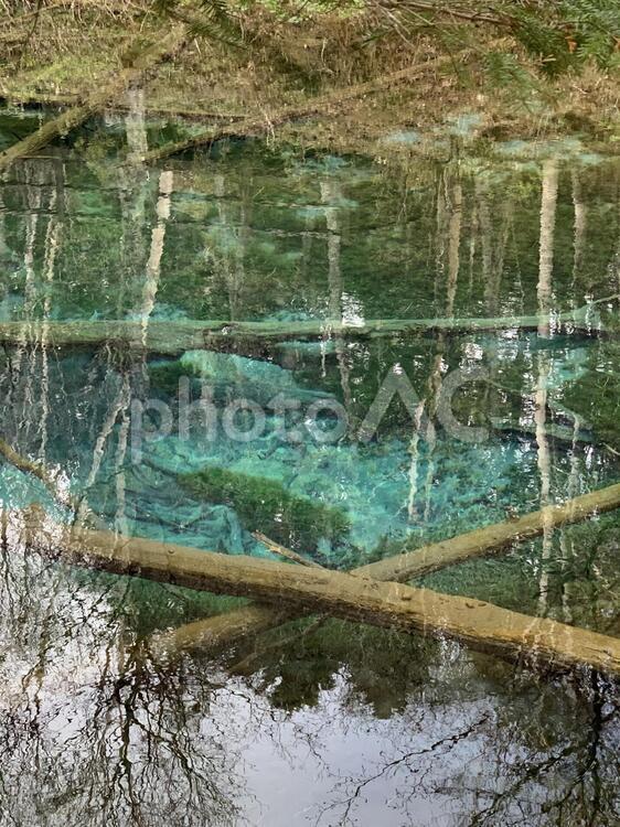 清里町の神の子池の透明な青い池 水域,木材,自然の写真素材
