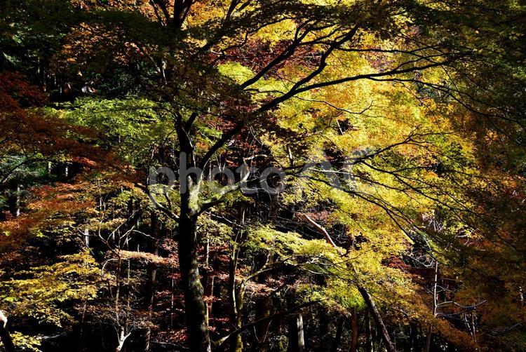 花貫渓谷の紅葉（北茨城） 秋,紅葉,渓谷の写真素材