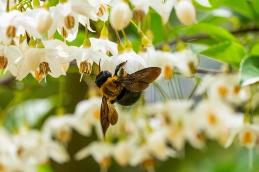 Photo, spring, flower, ekonoki, 