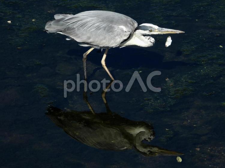 魚を狙うアオサギ 鳥,野鳥,アオサギの写真素材