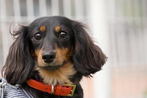 ミニチュアダックスフンド ミニチュアダックスフンド 犬,ミニチュアダックス,ダックスフンドの写真素材