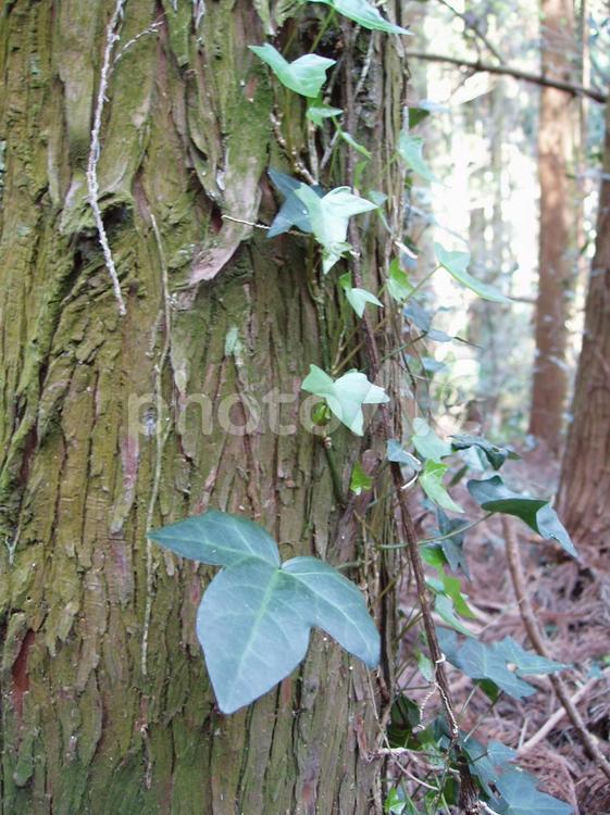 自生するツタと木 ウォーキング,木,森の写真素材