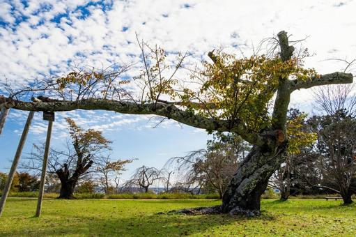 秋の公園⑶ 公園,秋,紅葉の写真素材