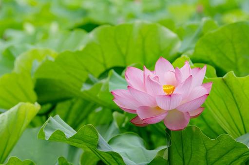 Lotus, JPG Lotus, JPG