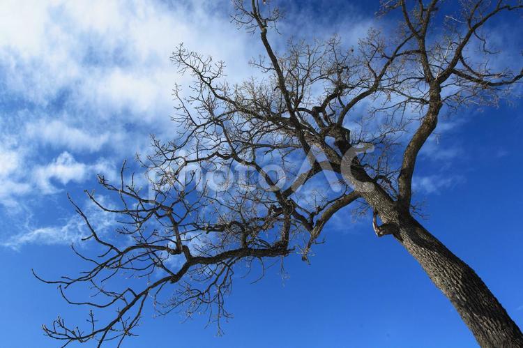 青空と枯れ木 枯れ木,青空,大木の写真素材