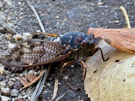 横から見たアブラゼミ 横から見たアブラゼミの写真