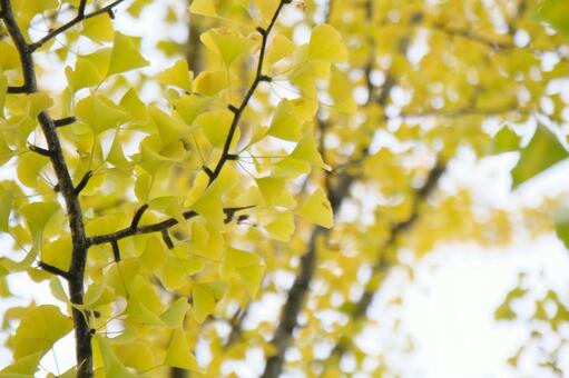 銀杏 銀杏,秋,自然の写真素材