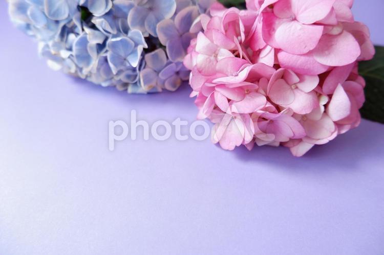 紫背景にピンクと青いアジサイ 紫,アジサイ,花の写真素材