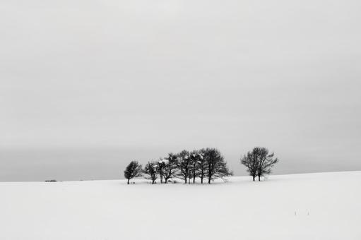 広大な雪原に佇む木立の冬景色 林,雪原,広大の写真素材