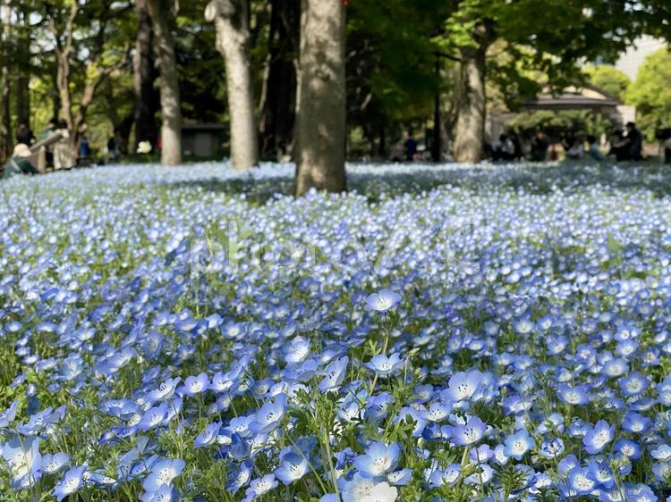 日比谷公園のネモフィラ ネモフィラ,花壇,春の写真素材