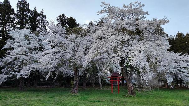 桜の花と杉の緑2 桜の花と杉の緑2 さくら,花,春の写真素材