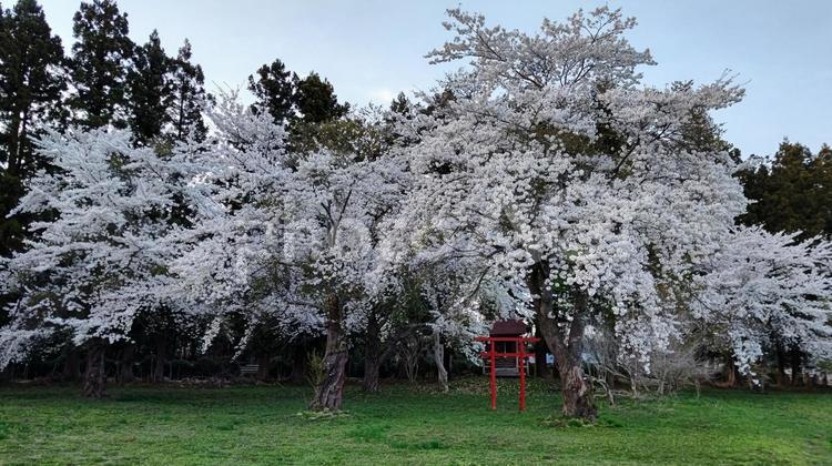 桜の花と杉の緑２ さくら,花,春の写真素材