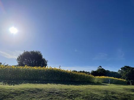 ひまわりと夏空 ひまわりと夏空の写真