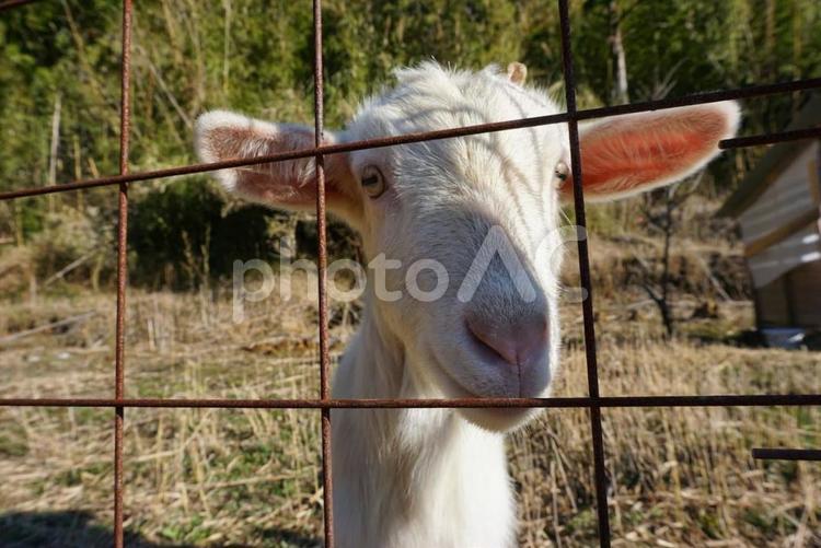 柵越しに見つめる白ヤギ ヤギ,白ヤギ,動物の写真素材