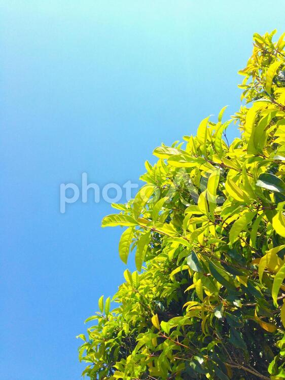青空と木 木,自然,エコの写真素材