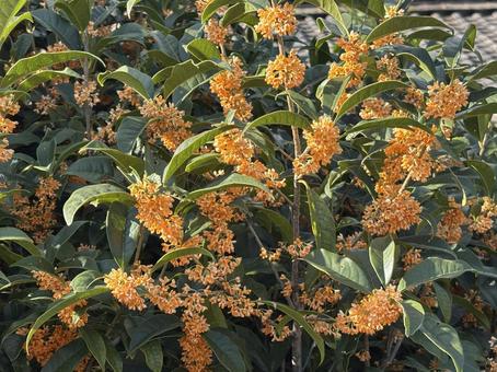 【花の写真】キンモクセイ（金木犀） キンモクセイ,金木犀,植物の写真素材