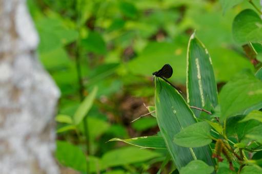 Photo, dragonfly, hagorotorbo, longhorn, 