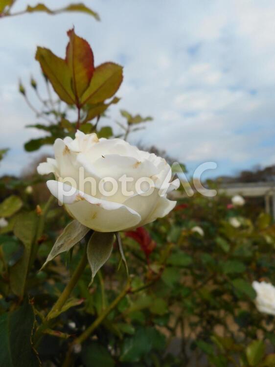 薔薇園の薔薇の花（ブライダルファンタジー） 薔薇,ブライダルファンタジー,白の写真素材