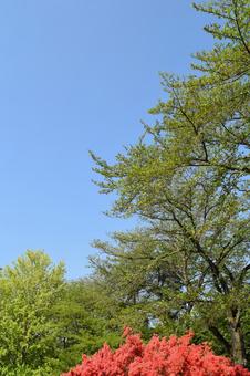 ツツジの花と新緑の木と青空 ツツジの花と新緑の木と青空の写真