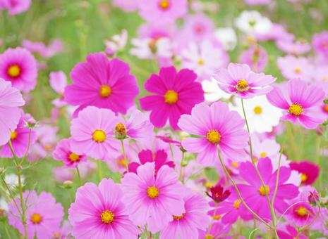 可愛いピンクのコスモス畑(秋の花) 可愛いピンクのコスモス畑(秋の花) コスモス,コスモス畑,秋の写真素材