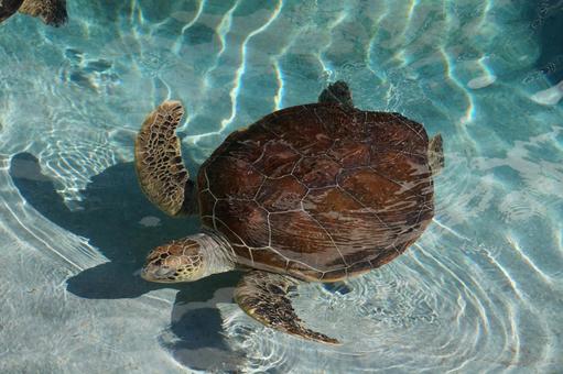 水族館のウミガメ 海,ウミガメ,亀の写真素材