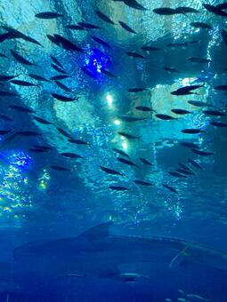 水槽と魚の写真素材｜写真素材なら「写真AC」無料（フリー）ダウンロードOK