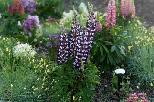 彩り豊かな庭のルピナス ルピナス,花壇,花の写真素材